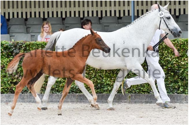 Lovesong en Lavendel